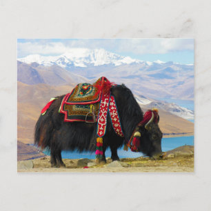 Carte Postale Yak Bos Grunniens près du lac Yamdrok Tibet