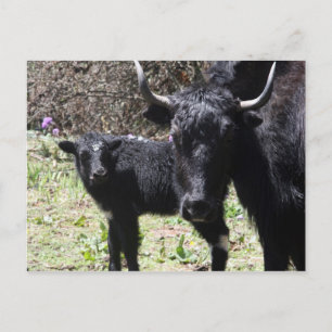 Carte Postale yak et veau