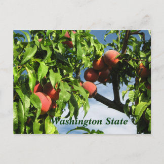 Carte Postale Yakima Valley Peaches, État de Washington.