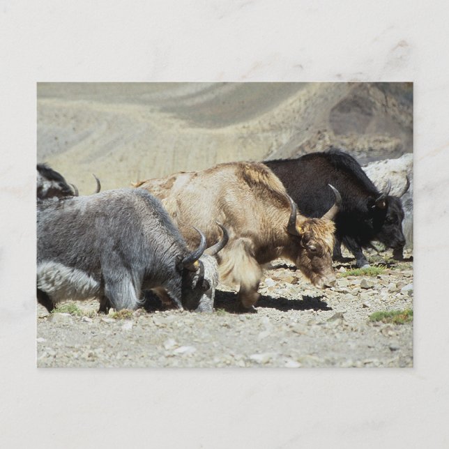 Carte Postale Yaks (Devant)