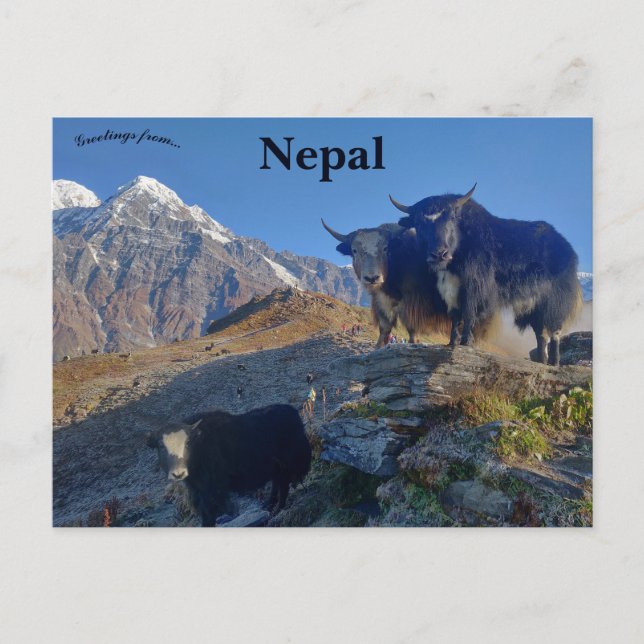 Carte Postale Yaks au Népal (Devant)