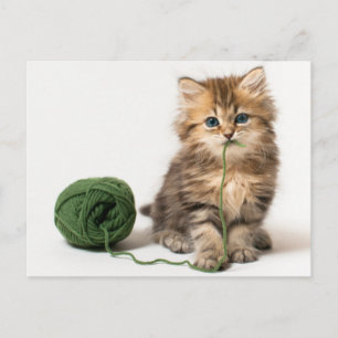 Carte Postale Yarn vert de Kitten