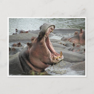 Carte Postale yawn