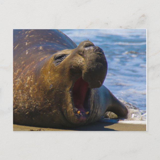 Carte Postale yawn (Devant)