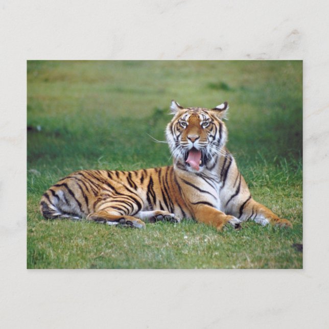 Carte Postale Yawning Tiger (Devant)