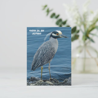 Carte Postale Yellow-Crowned Night Heron- Marina Del Rey, CA