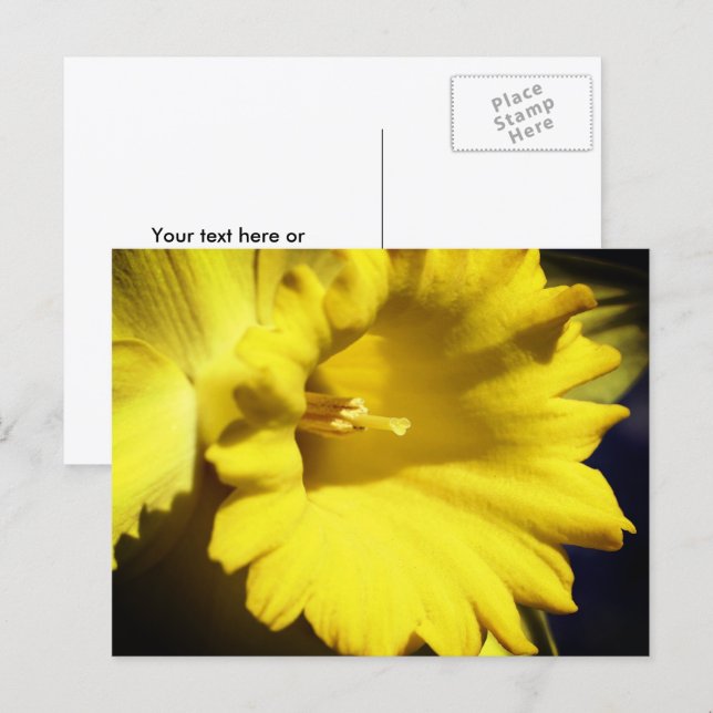 Carte Postale Yellow Daffodil Flower Photography  (Devant / Derrière)