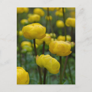 Carte postale Yellow Globe