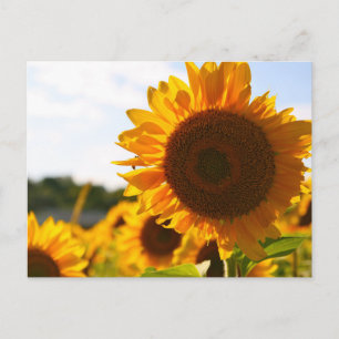 Carte Postale Yellow Hardy Sunflower Art Meilleures photos de to