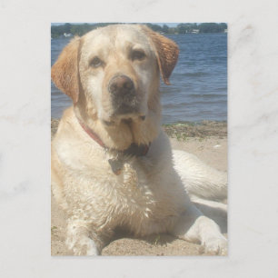 Carte postale Yellow Labrador Retriever
