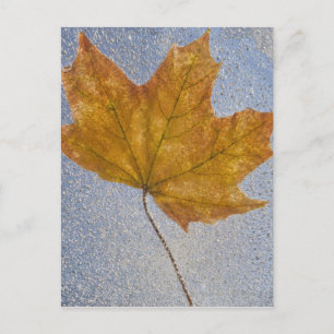 Carte Postale Yellow Maple Leaf Under Water