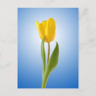 Carte Postale Yellow Tulip Minimum Floral Nature Photo