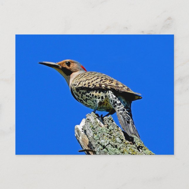 Carte Postale Yellowhammer (Devant)