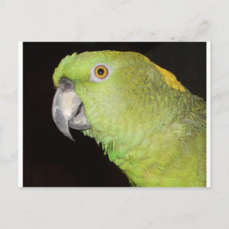 Carte Postale Yellownape Amazon