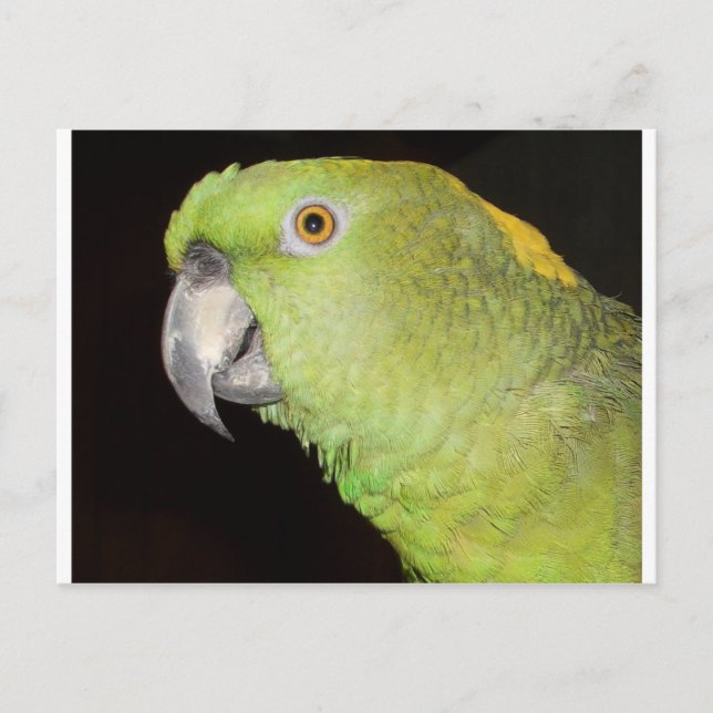 Carte Postale Yellownape Amazon (Devant)