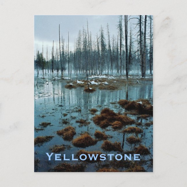 Carte postale Yellowstone (Devant)