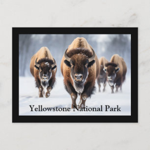 Carte postale Yellowstone