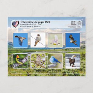 Carte Postale Yellowstone National Park - Birds