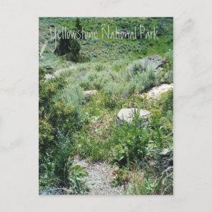 Carte Postale Yellowstone Summer