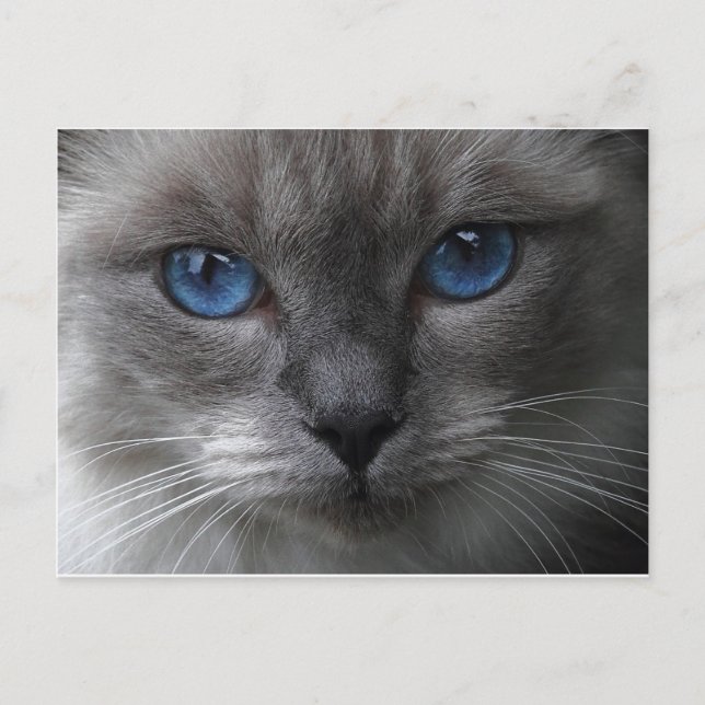 Carte Postale Yeux bleus (Devant)