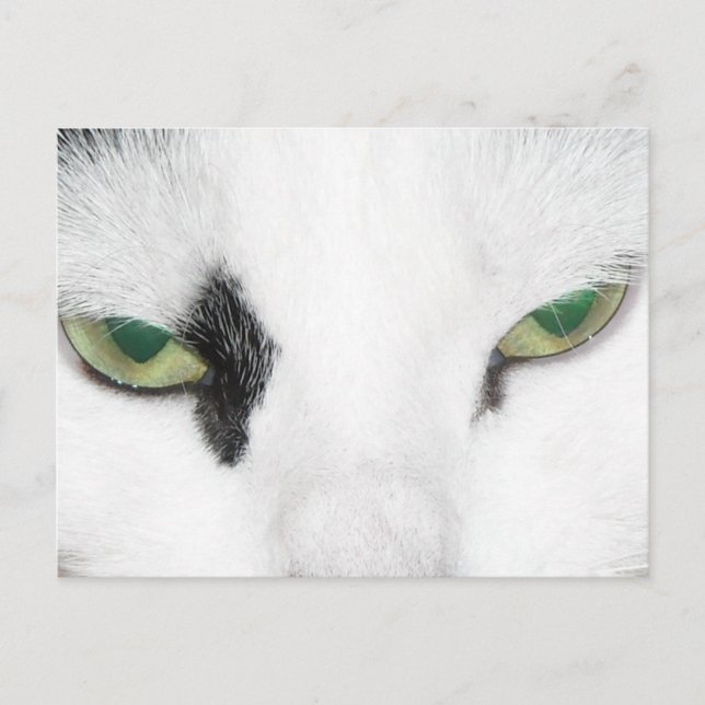 Carte Postale Yeux de chat (Devant)