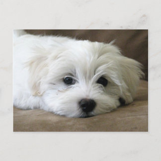 Carte Postale Yeux de chiot