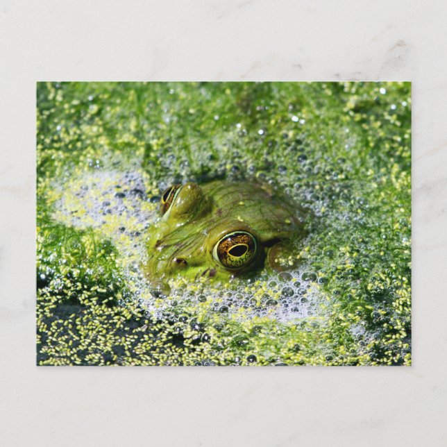 Carte Postale Yeux de grenouille (Devant)