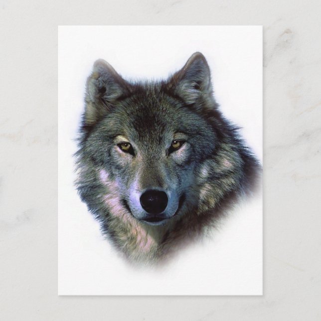 Carte Postale Yeux de loup gris (Devant)