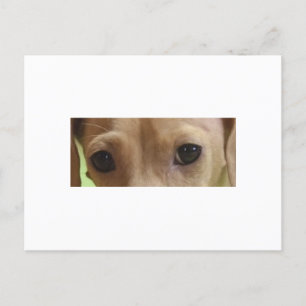 Carte Postale yeux de teckel crème