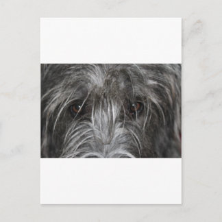 Carte Postale Yeux qui hypnotisent