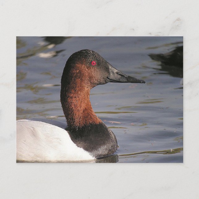 Carte Postale Yeux Rouge Lumineux Du Canard Canvasback (Devant)