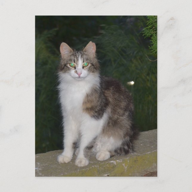 Carte Postale Yeux verts de chat avec la luciole (Devant)
