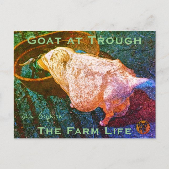 Carte Postale YNOTME VAN GOGHISH GOAT AT TROUGH2a (Devant)