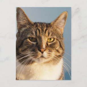 Carte Postale Yoda
