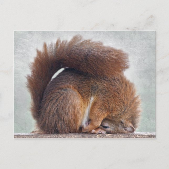 Carte postale Yoga Squirrel (Devant)