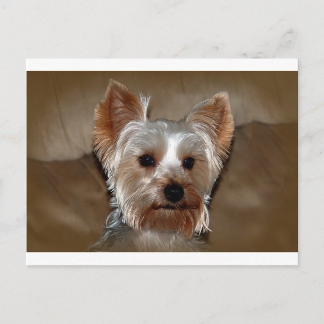 Carte Postale Yorkie (Devant)
