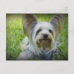 Carte Postale Yorkie