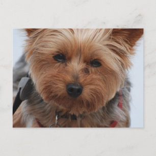 Carte postale Yorkie