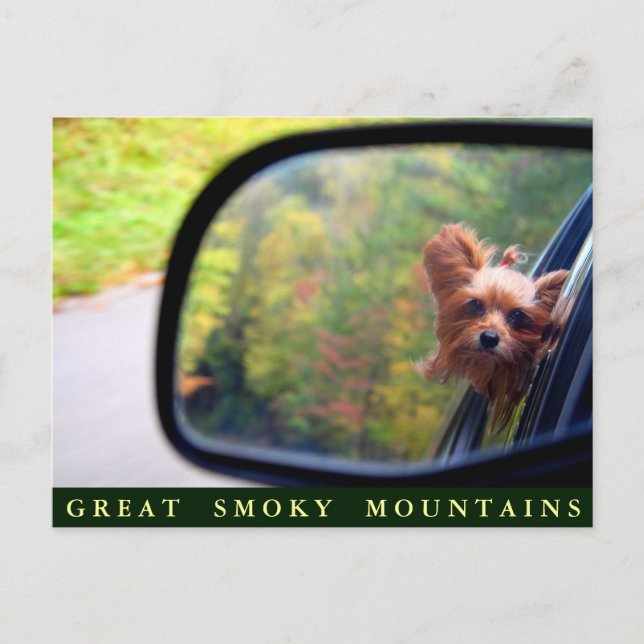 Carte Postale Yorkie Dog - Randonnée d'automne - Great Smoky Mou (Devant)