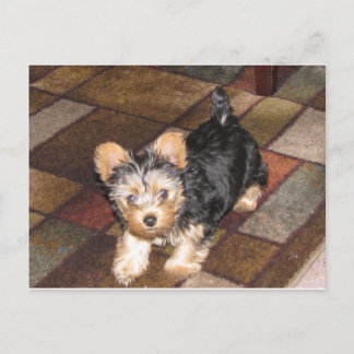 Carte Postale Yorkie Puppy