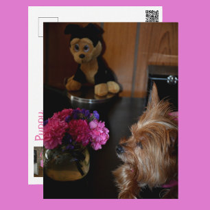 Carte Postale Yorkie Puppy Love Saint-Valentin Photographique