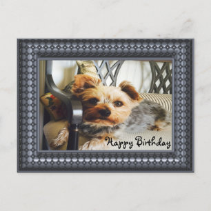 Carte Postale Yorkie sur un banc