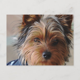 Carte postale Yorkie Terrier