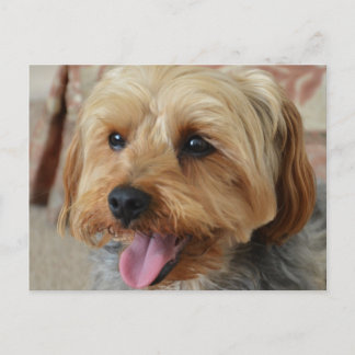 Carte Postale Yorkie Zac