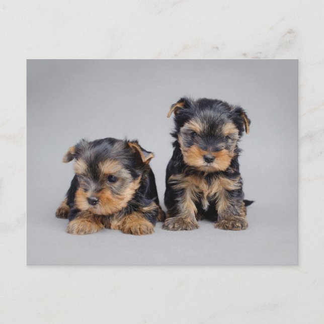 Carte Postale Yorkies (Devant)