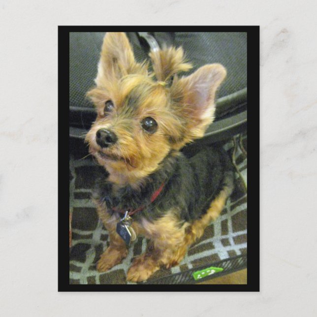 Carte postale Yorkshire Terrier (Devant)