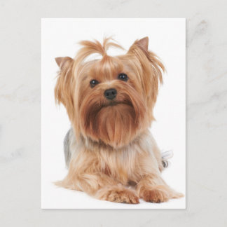 Carte Postale Yorkshire Terrier