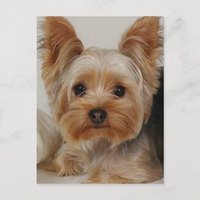 Carte Postale Yorkshire Terrier (Devant)