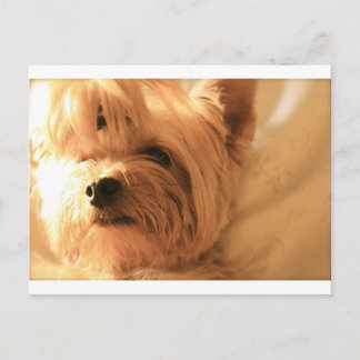 Carte Postale Yorkshire Terrier
