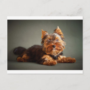 Carte Postale Yorkshire Terrier